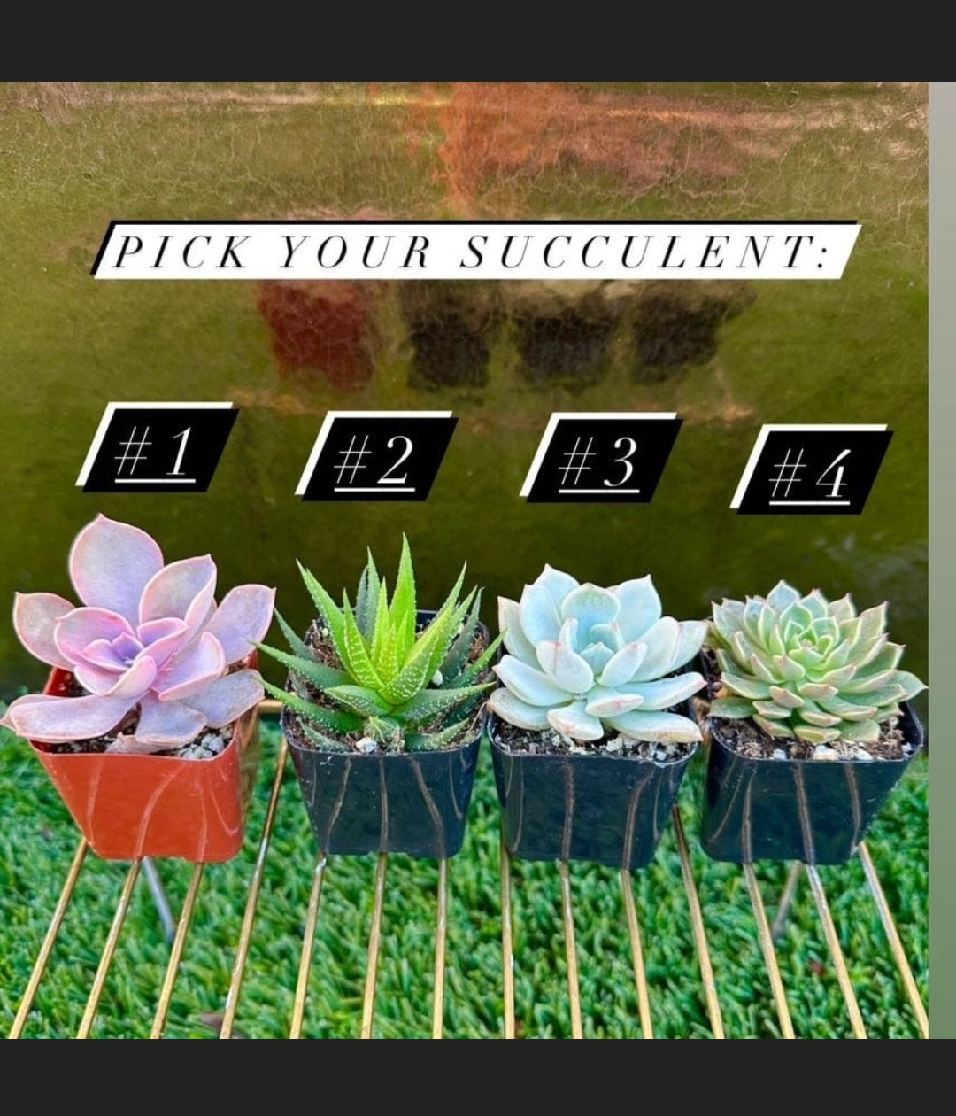 FRIDITA Small Succulent Planter