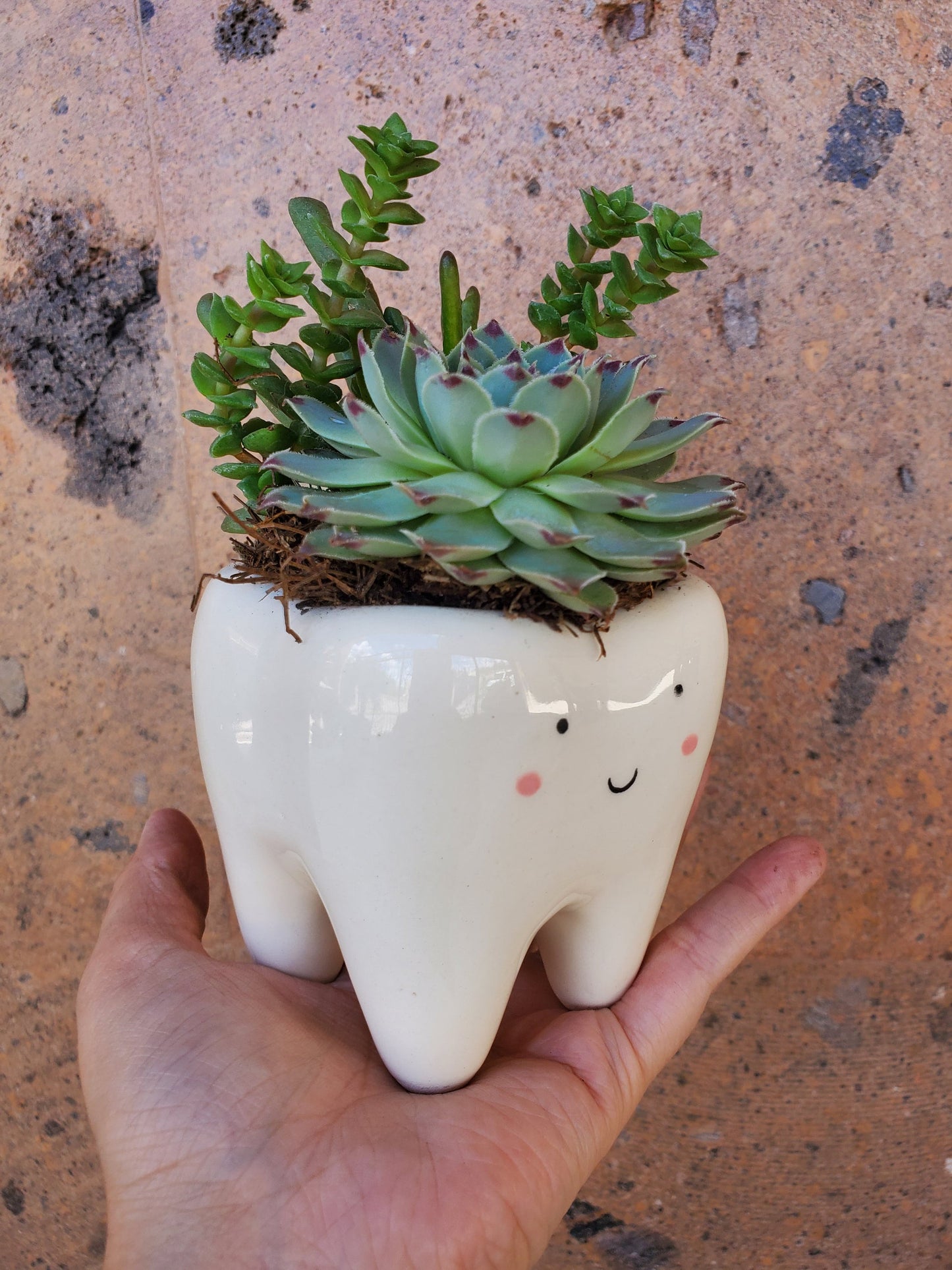 Cute Tooth Ceramic planter