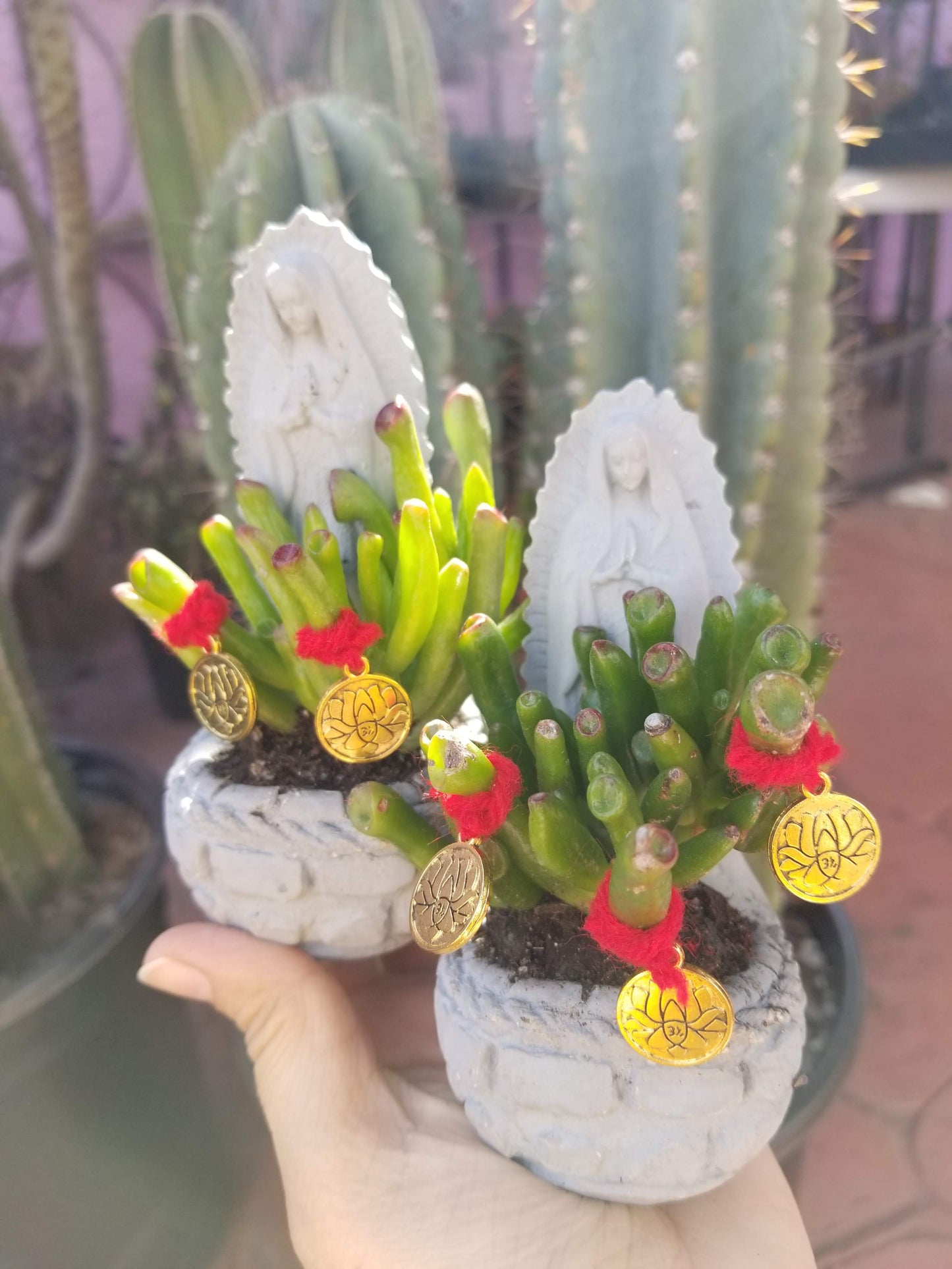 Abundance Plant Virgencitas