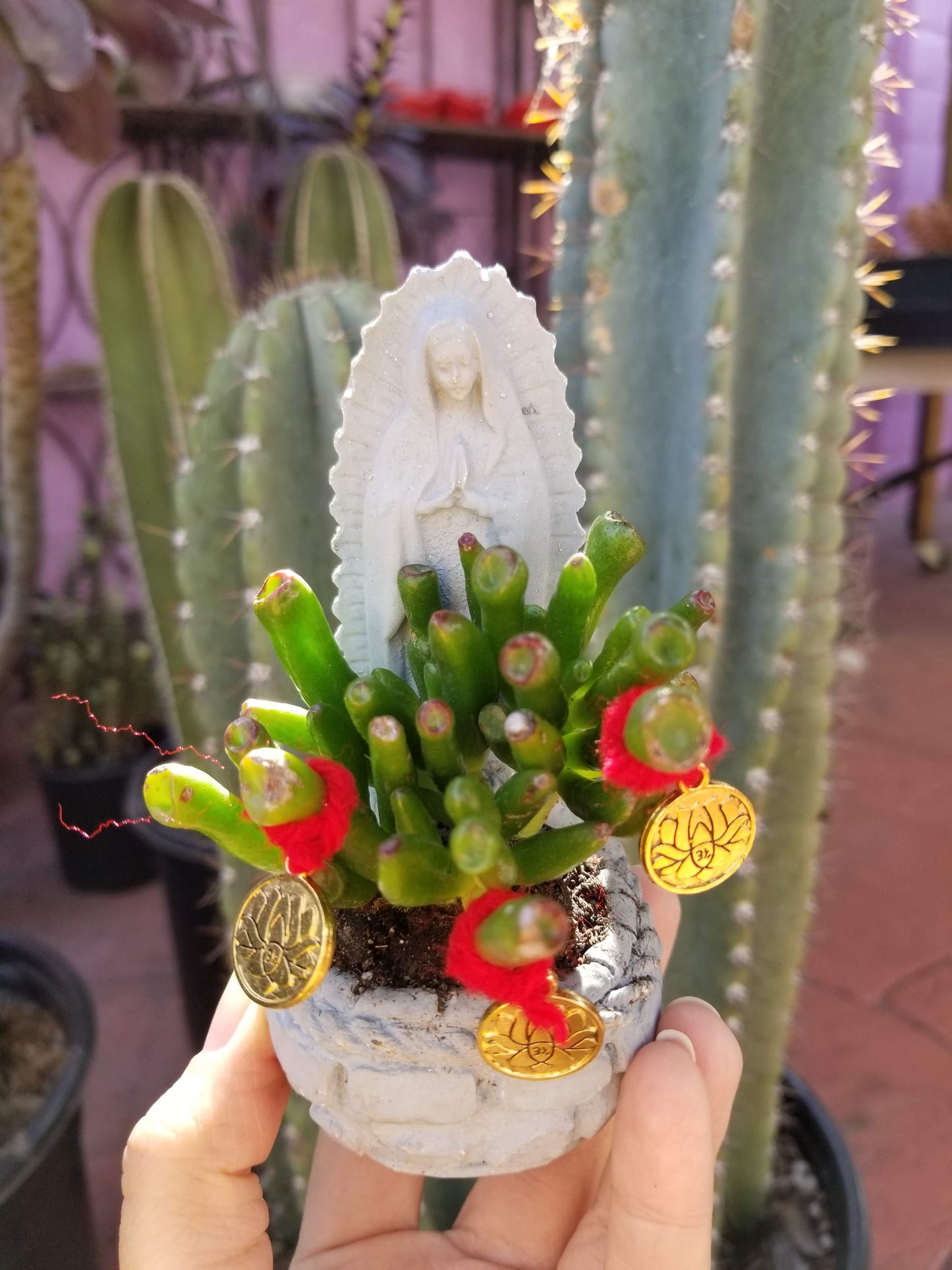 Abundance Plant Virgencitas