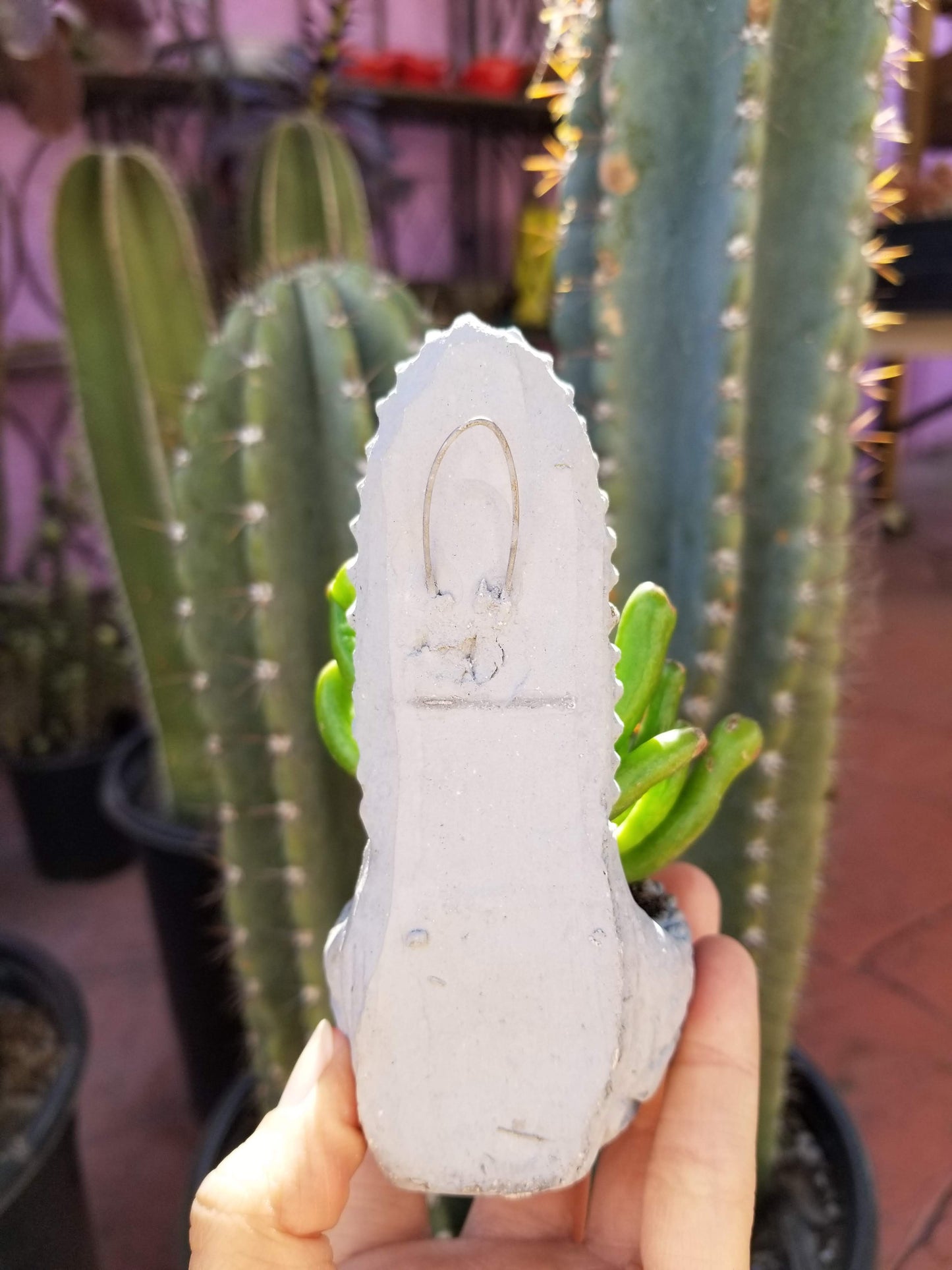 Abundance Plant Virgencitas