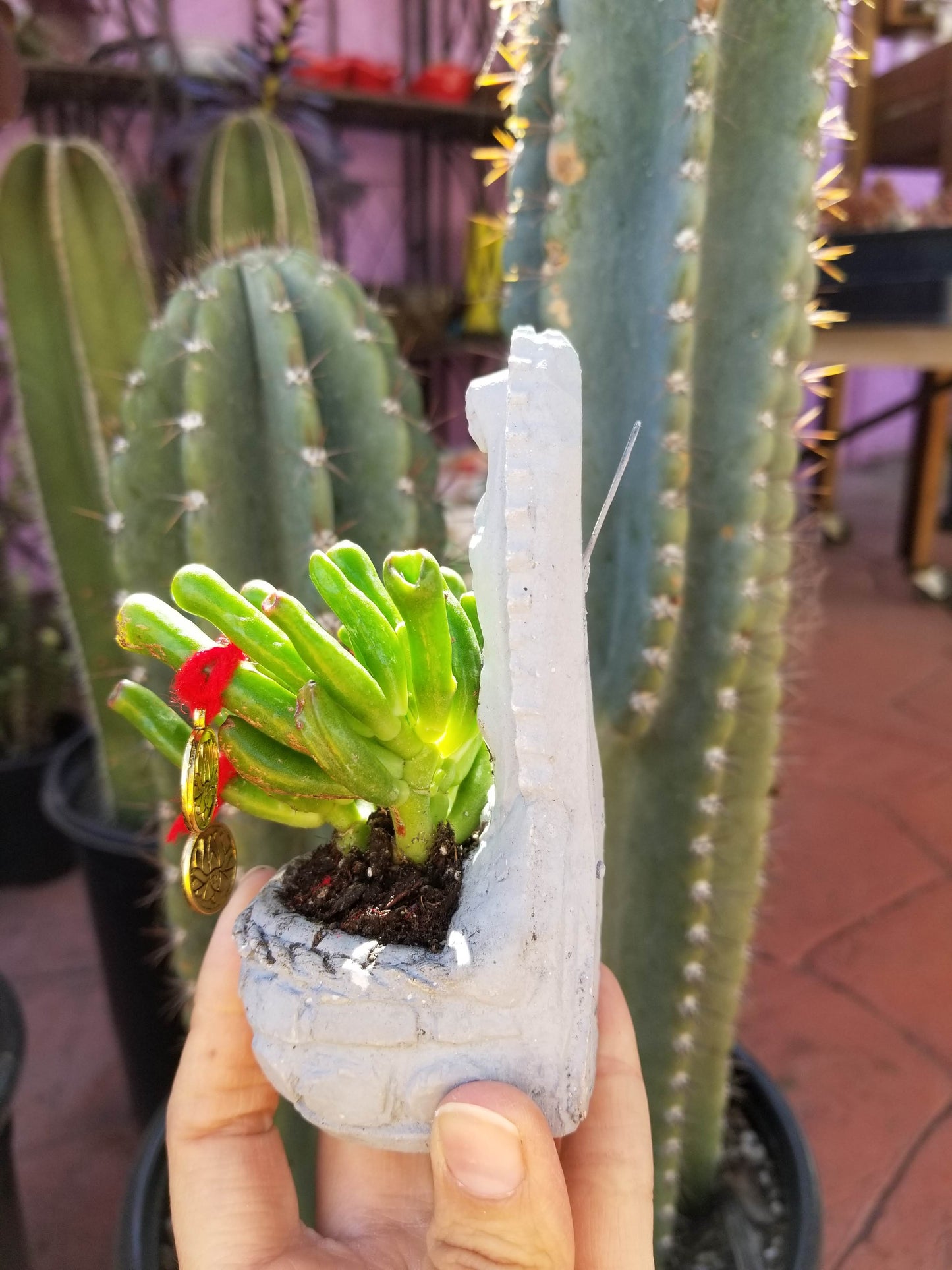 Abundance Plant Virgencitas
