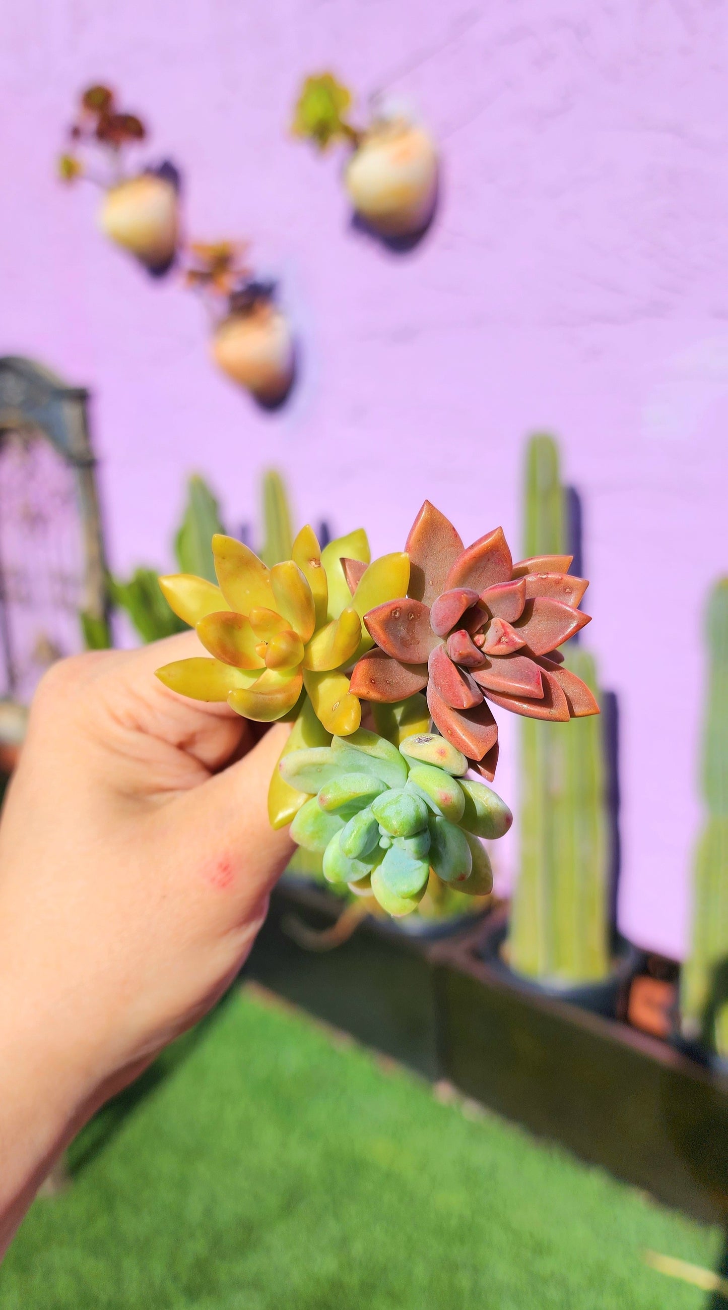 FRIDA Pot or Frida Mini /Planter