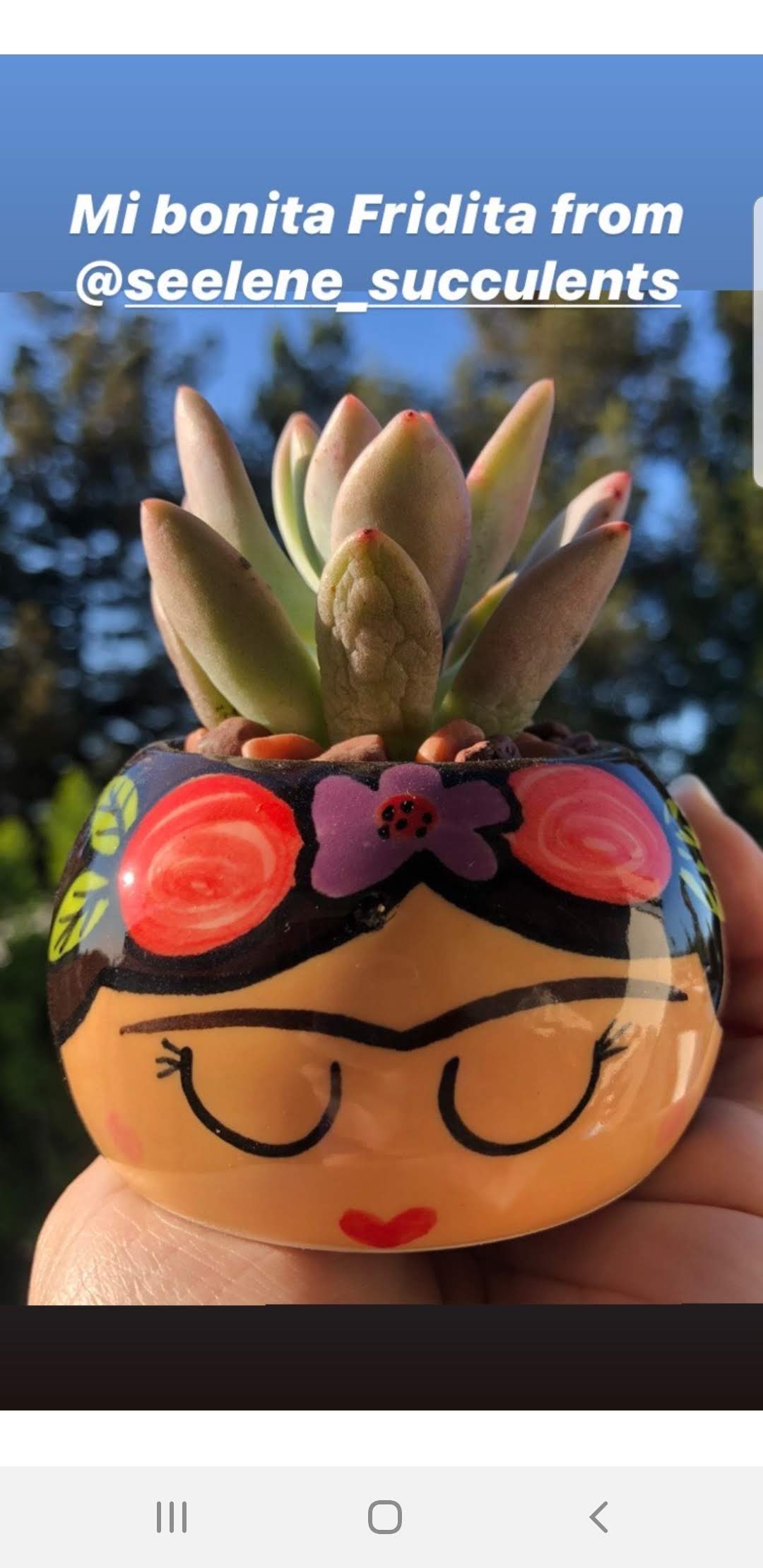 FRIDITA Small Succulent Planter