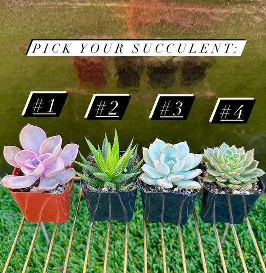 Wednesday Funko style DIY PLANTER