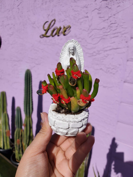 Abundance Plant Virgencitas