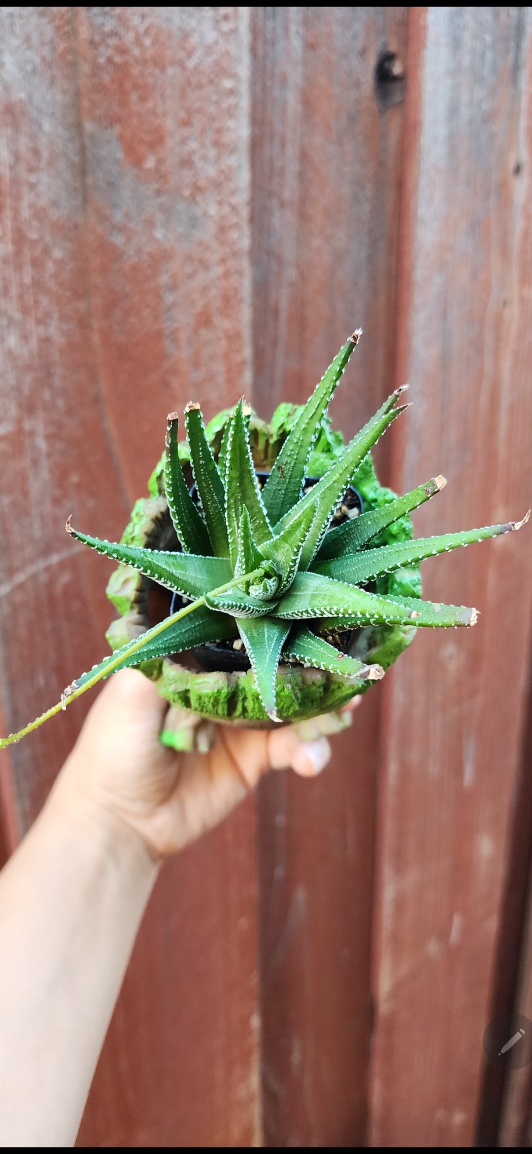 Baby Groot and chick-DIY Planter