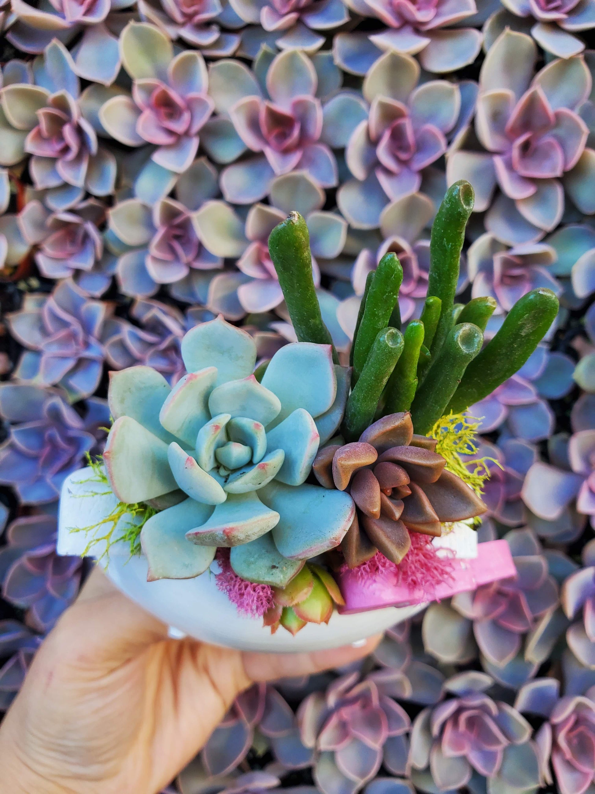 hello kitty succulent Hello Kitty Planter, DIY – Seelenelamoon