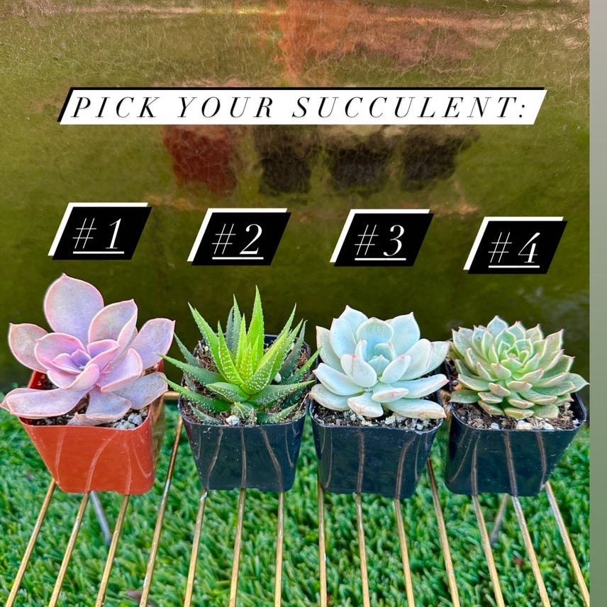 Cute Tooth Ceramic planter