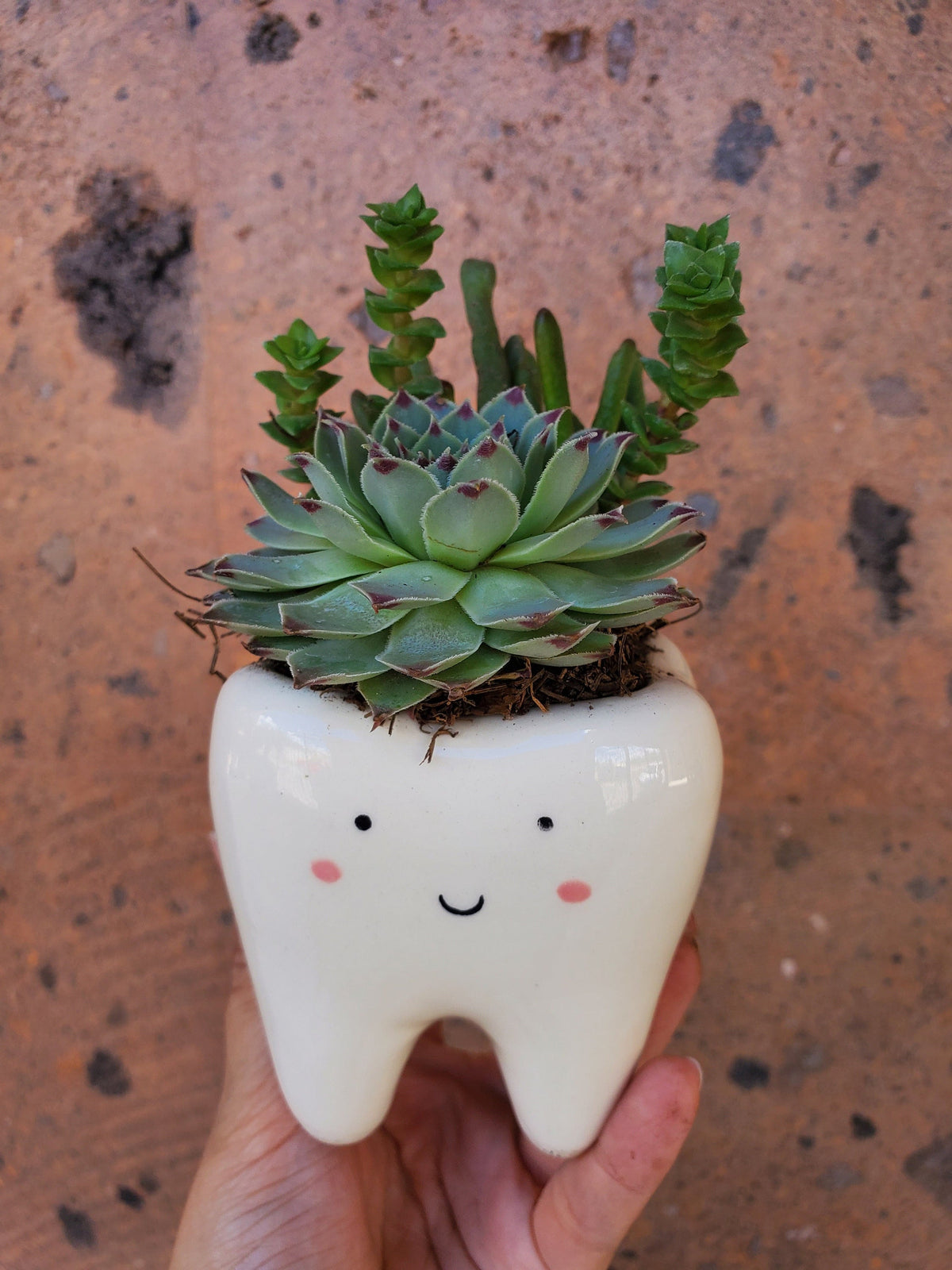 Cute Tooth Ceramic planter